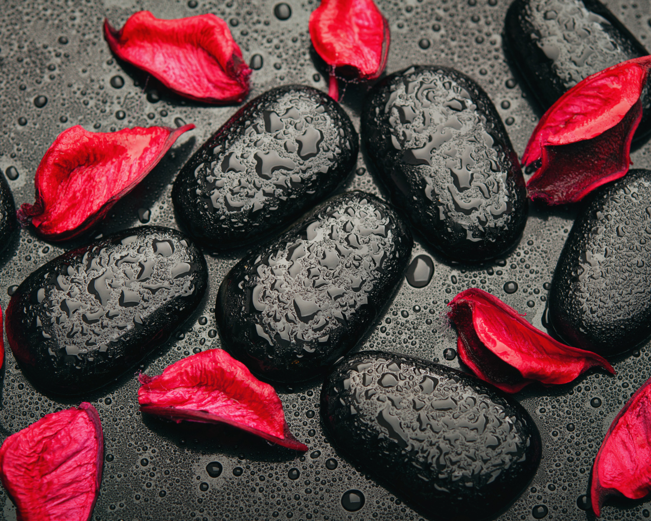 Мокрые черные камни с лепестками красной розы