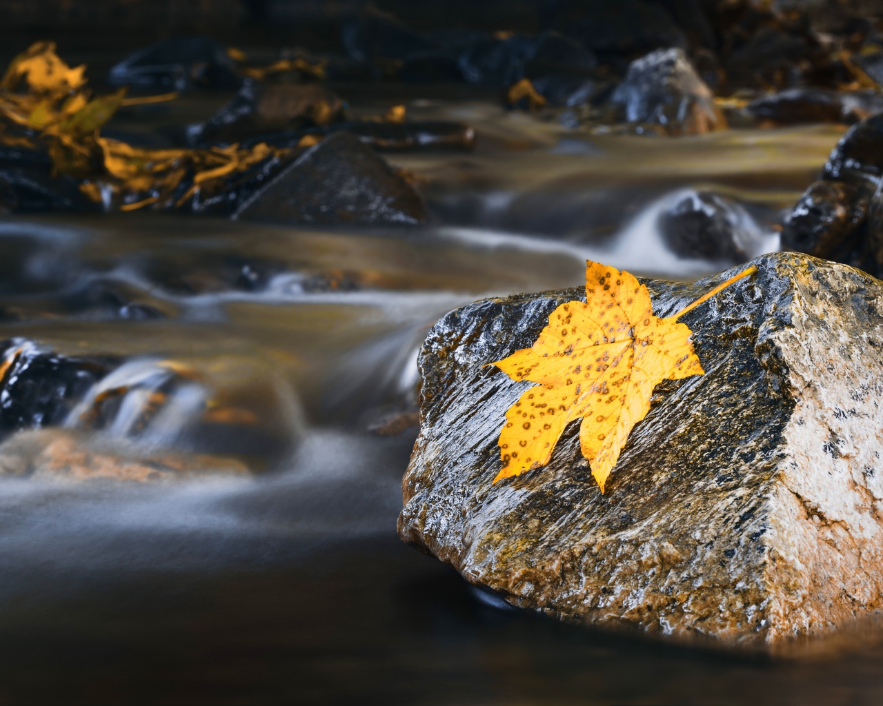 Мокрые камни с оранжевым листом в воде
