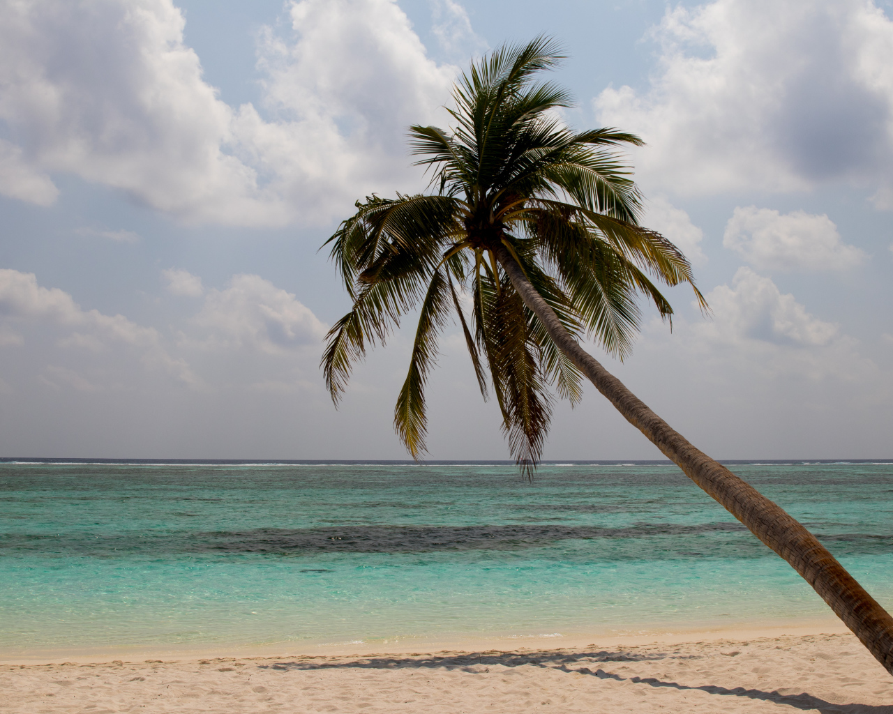 Большая пальма на песке у океана в тропиках 