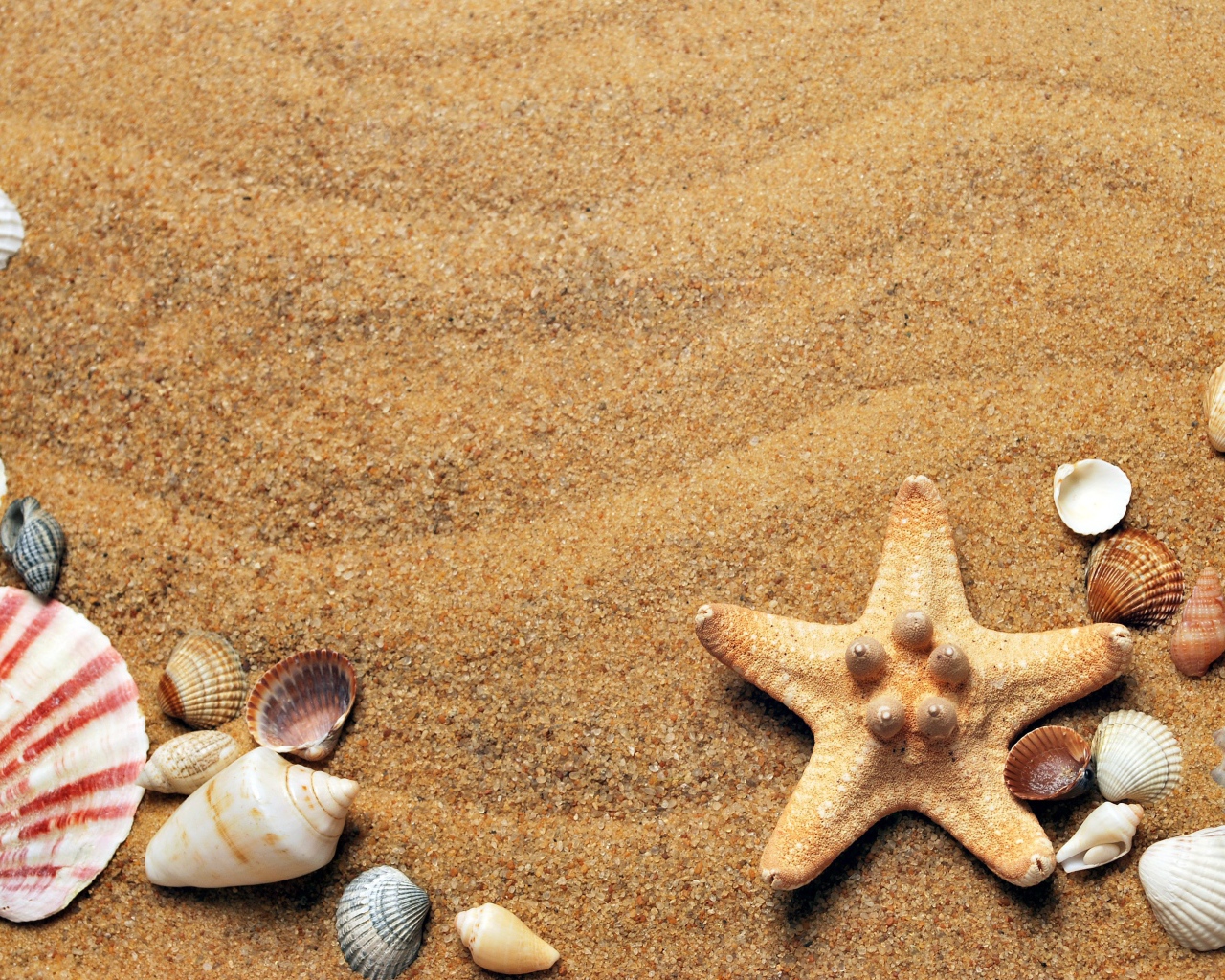 Горячий летний песок с ракушками 