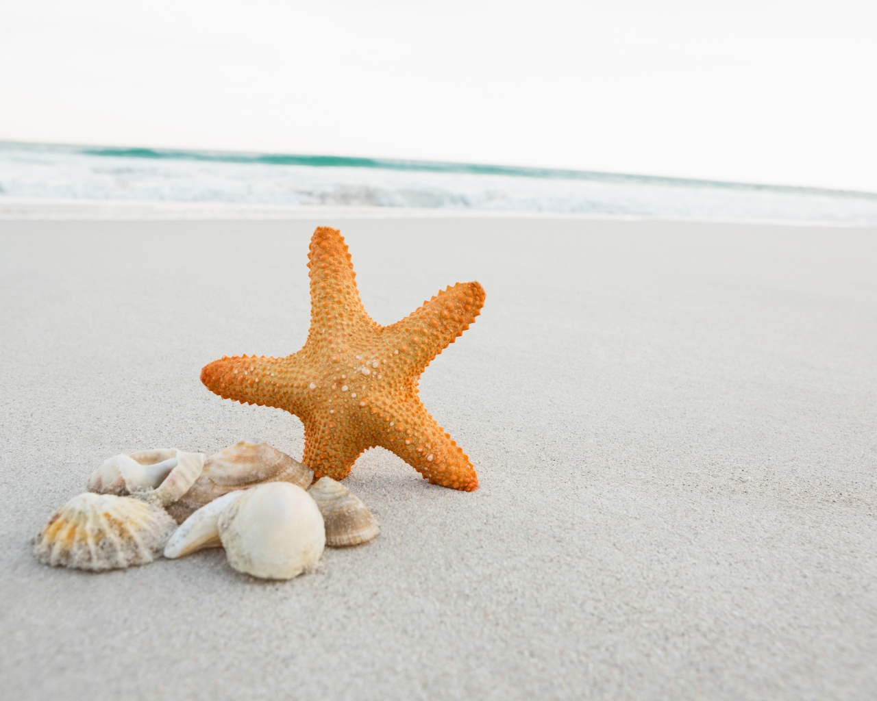 Морская звезда на песке с ракушками у моря