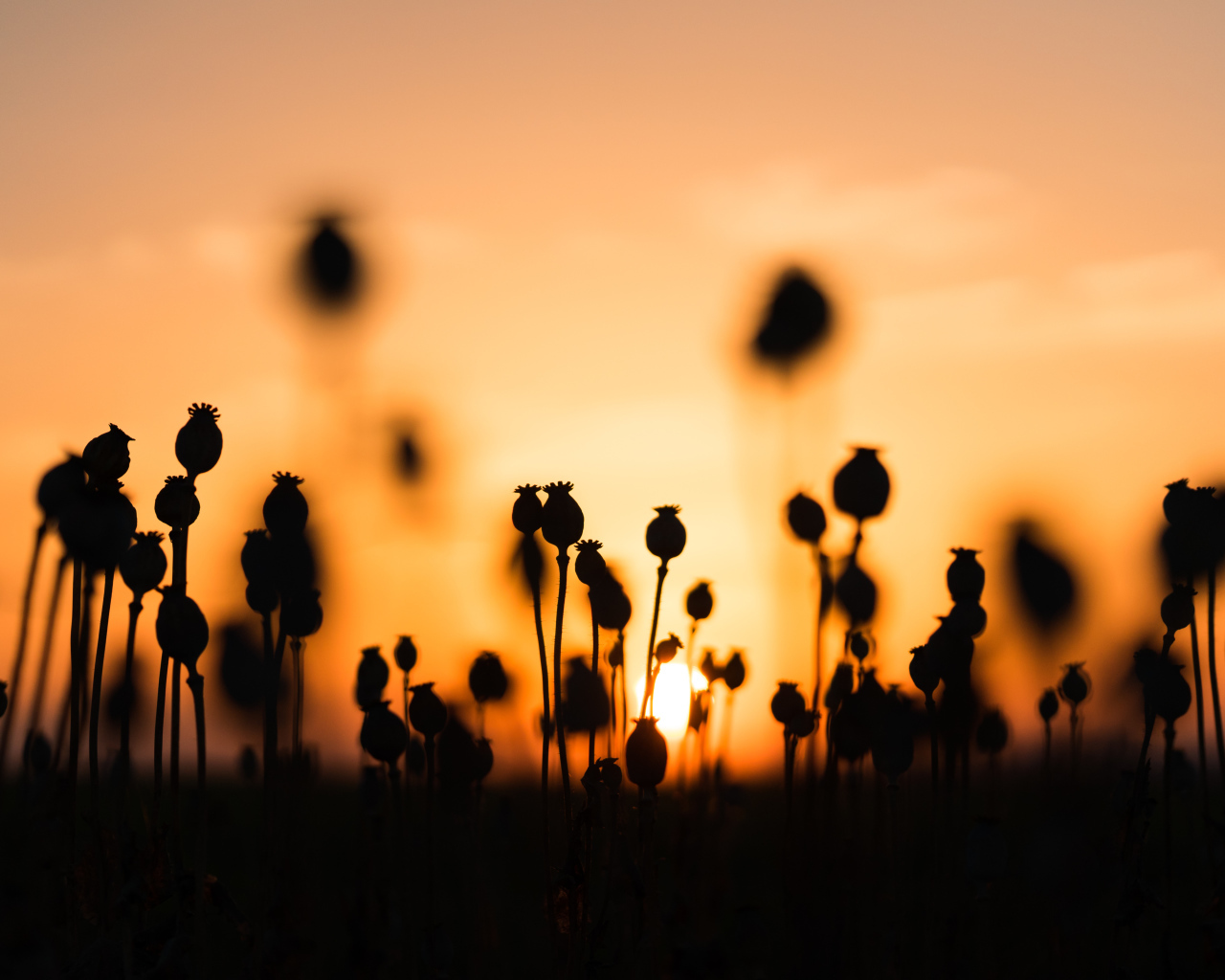 Коробочки мака в поле на рассвете 