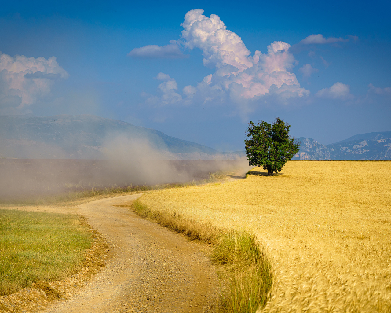 Пыльная дорога у поля с пшеницей под голубым небом 