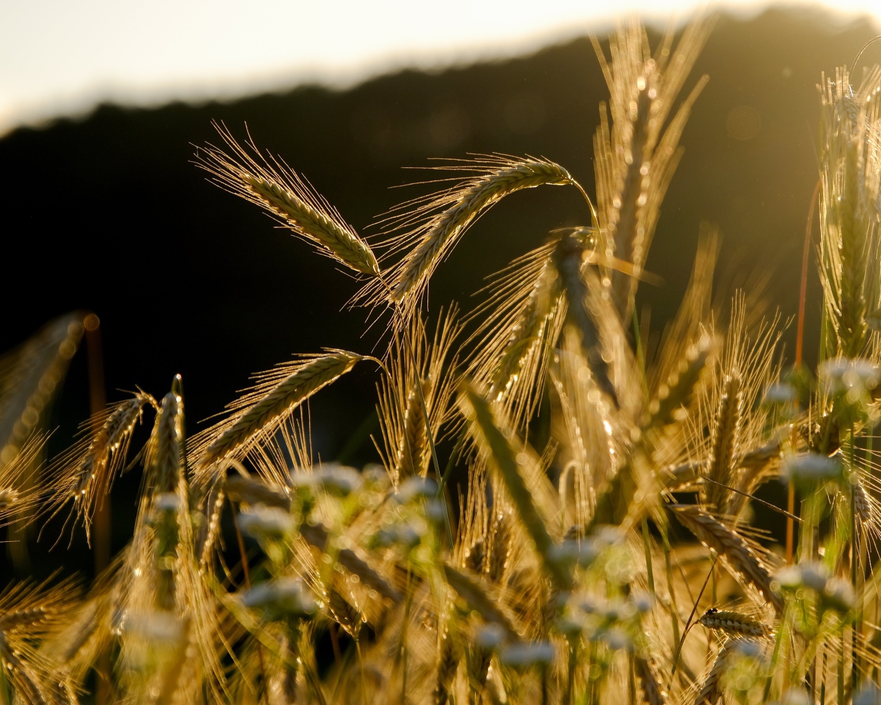 Зеленые колосья пшеницы в лучах солнца