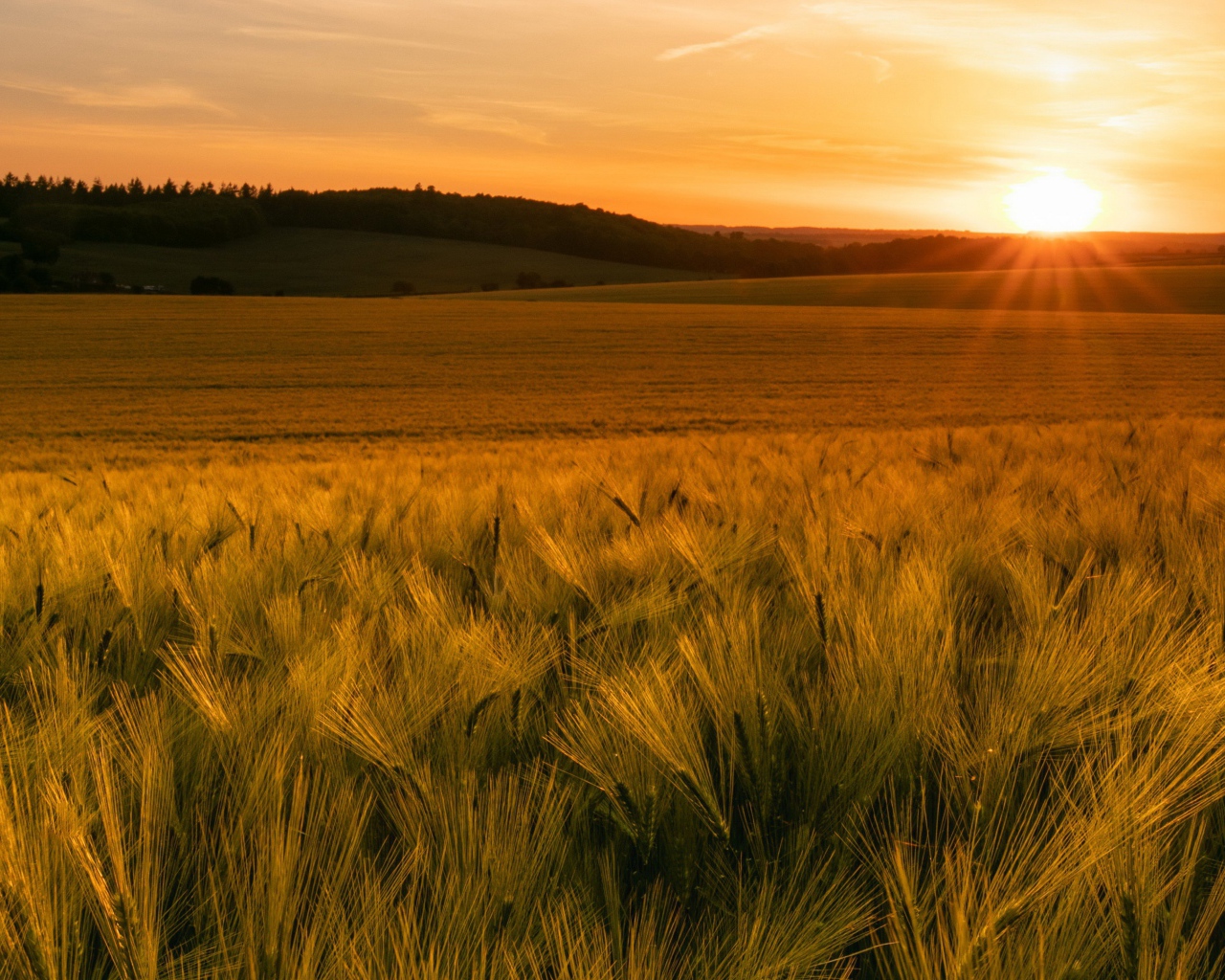 Зеленые колосья пшеницы в лучах яркого солнца 