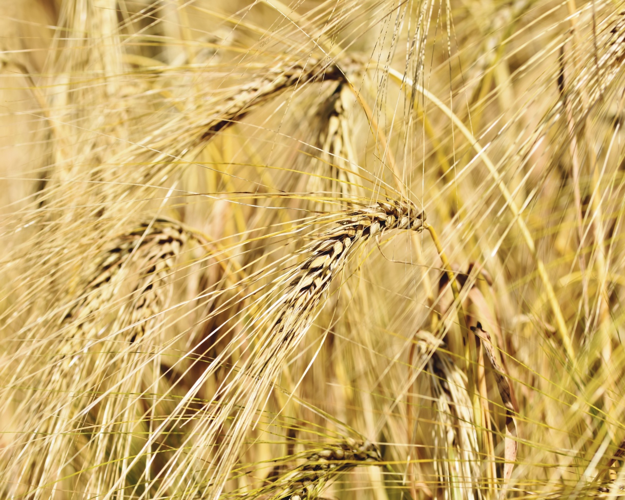 Спелые колосья пшеницы крупным планом