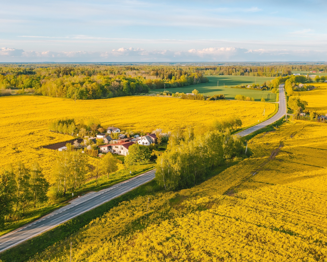 Желтые рапсовые поля, вид сверху
