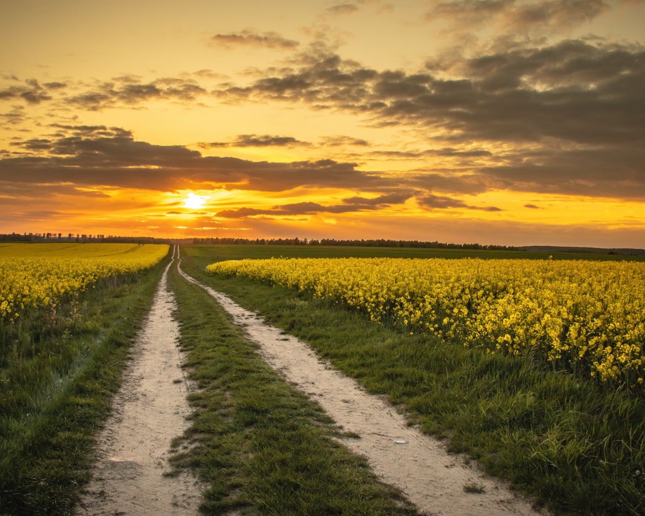 Желтые рапсовые поля на закате солнца 