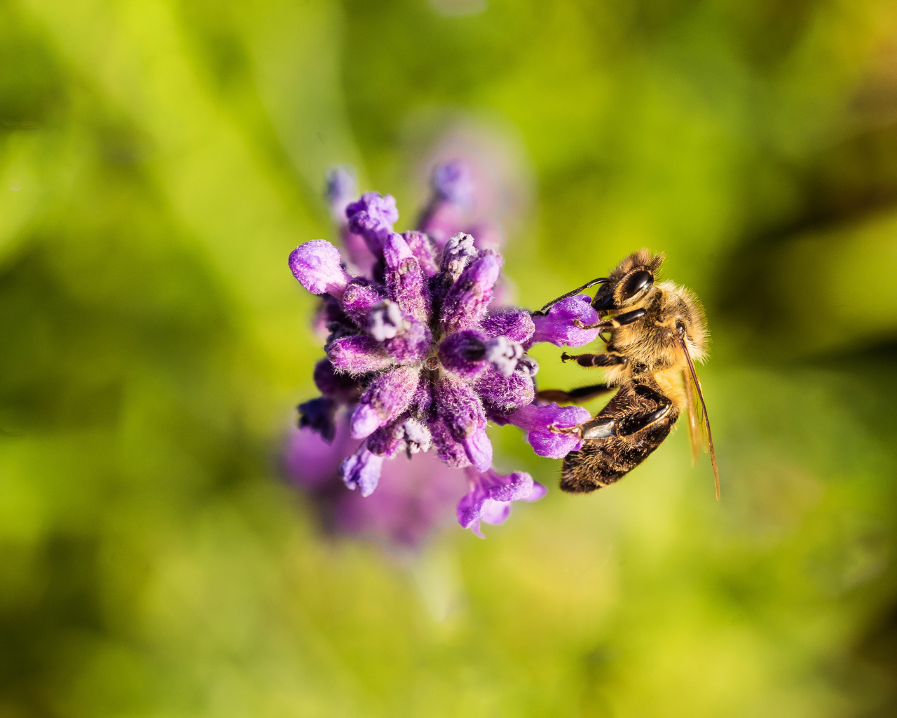 Пчела собирает нектар на фиолетовом цветке