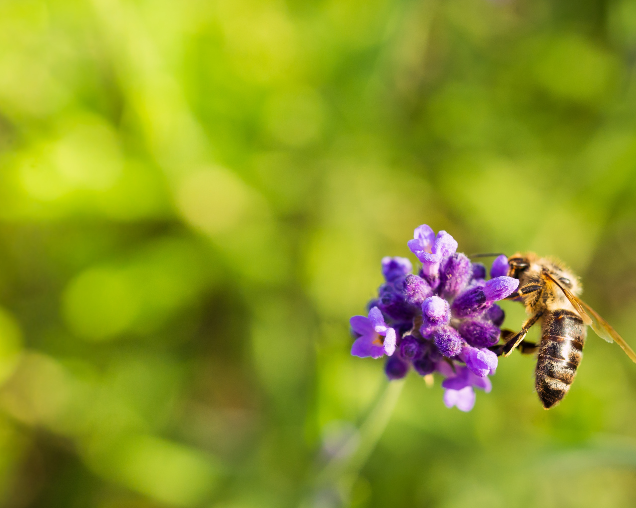 Пчела сидит на маленьком сиреневом цветке 