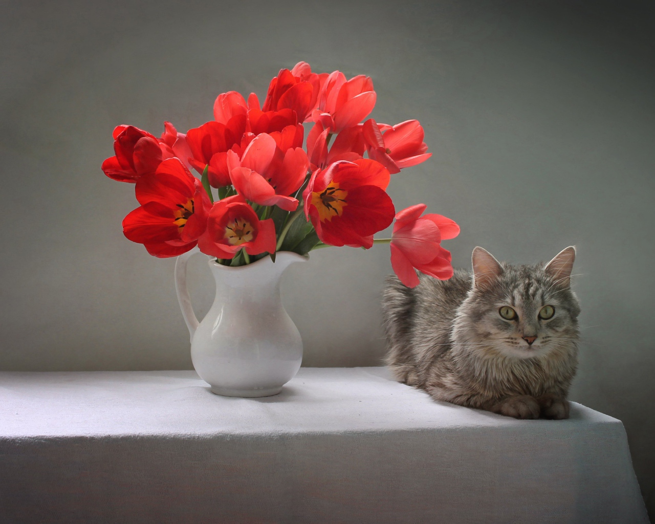 Букет красных тюльпанов в белой вазе на столе с котом