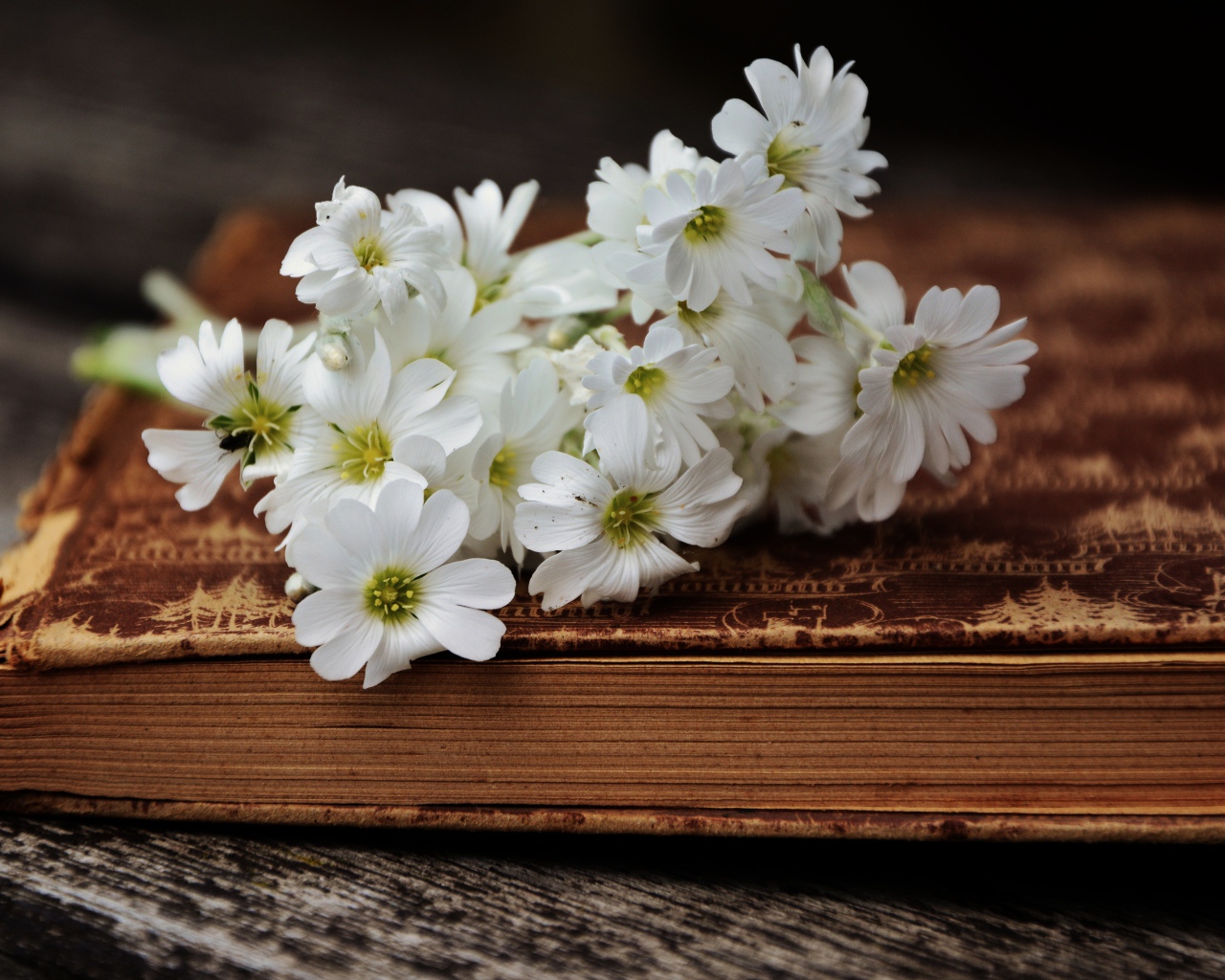 Букет маленьких белых цветов лежит на старой книге 