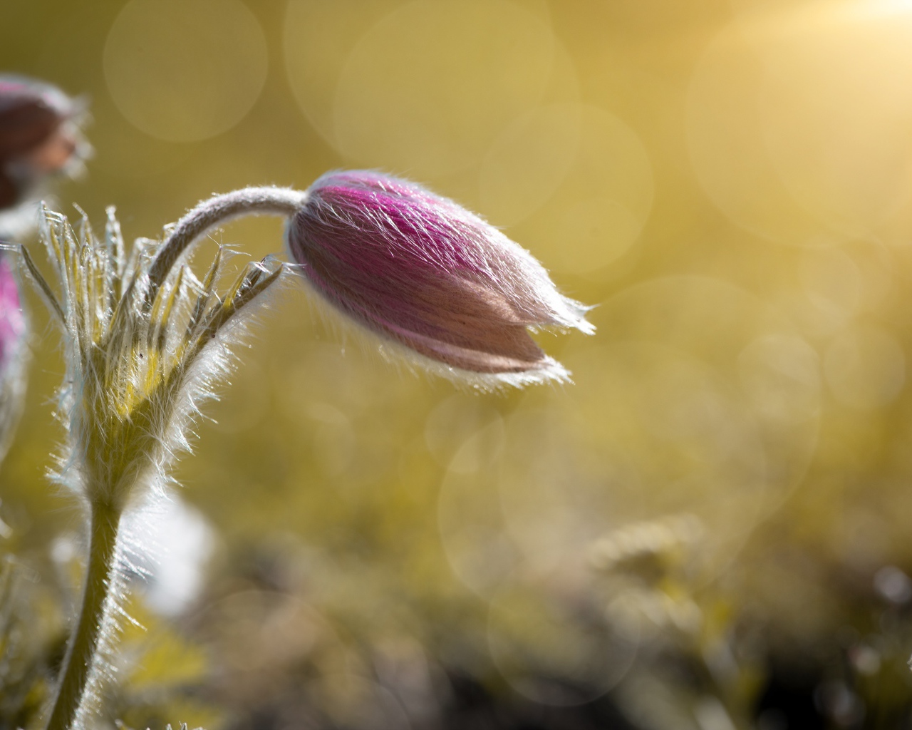Бутон розового цветка прострел в поле в лучах солнца