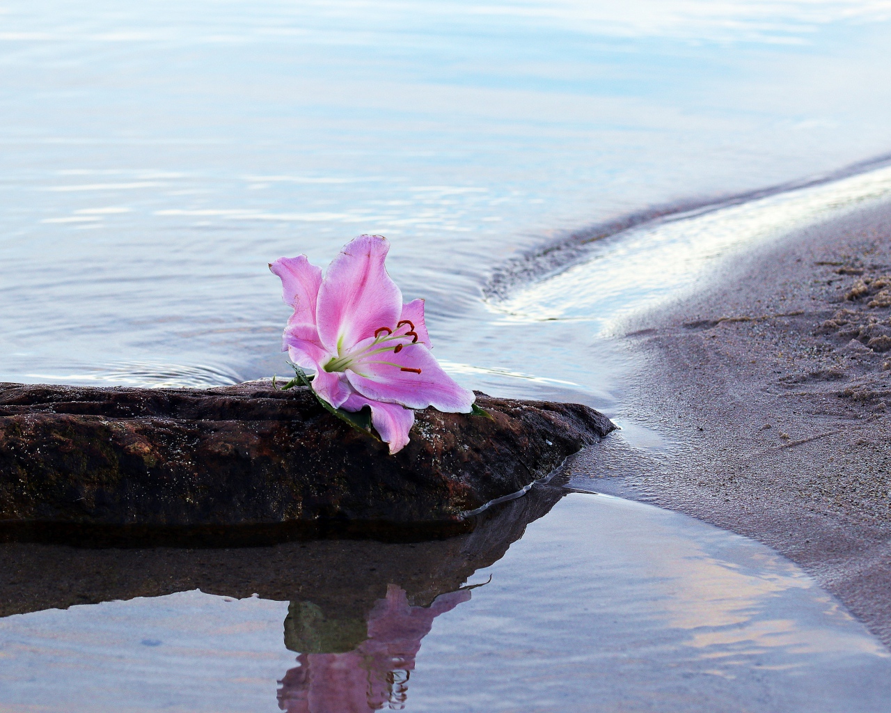 Нежный цветок лилии лежит на камне у воды