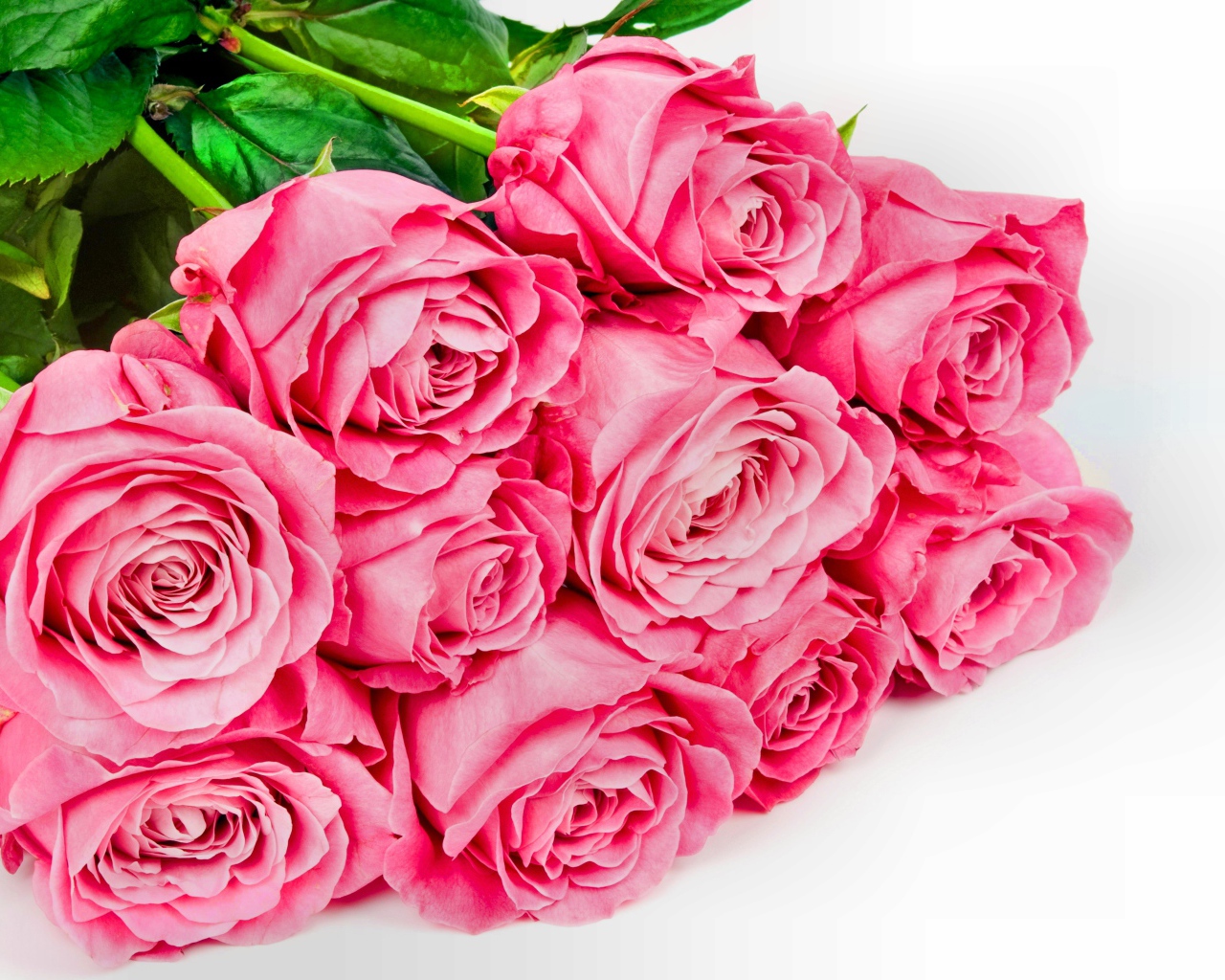 Большой букет розовых роз с зелеными листьями на белом фоне для любимой 
