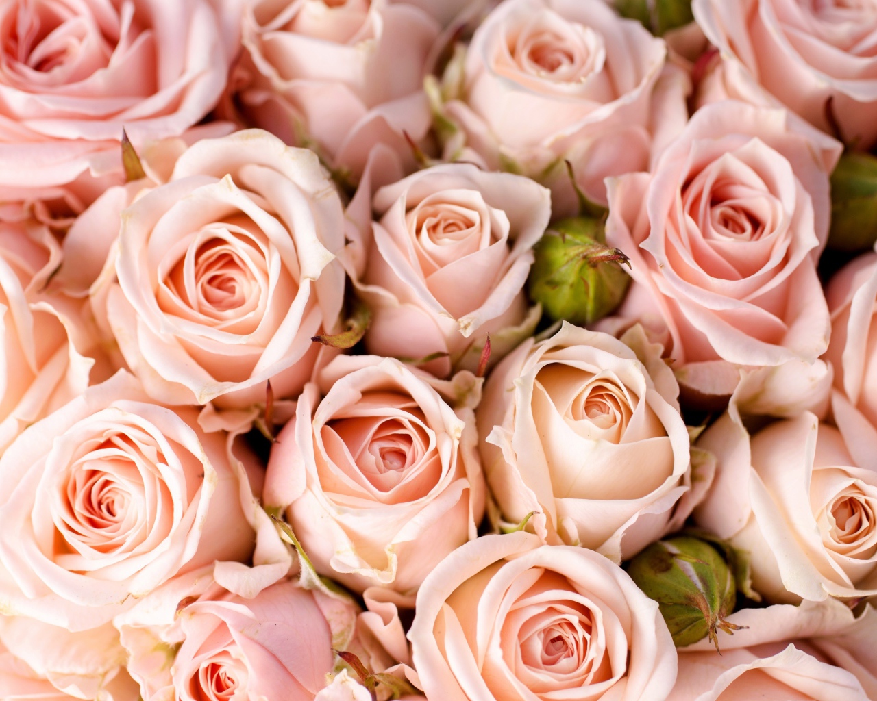 Много кремовых роз с бутонами крупным планом 