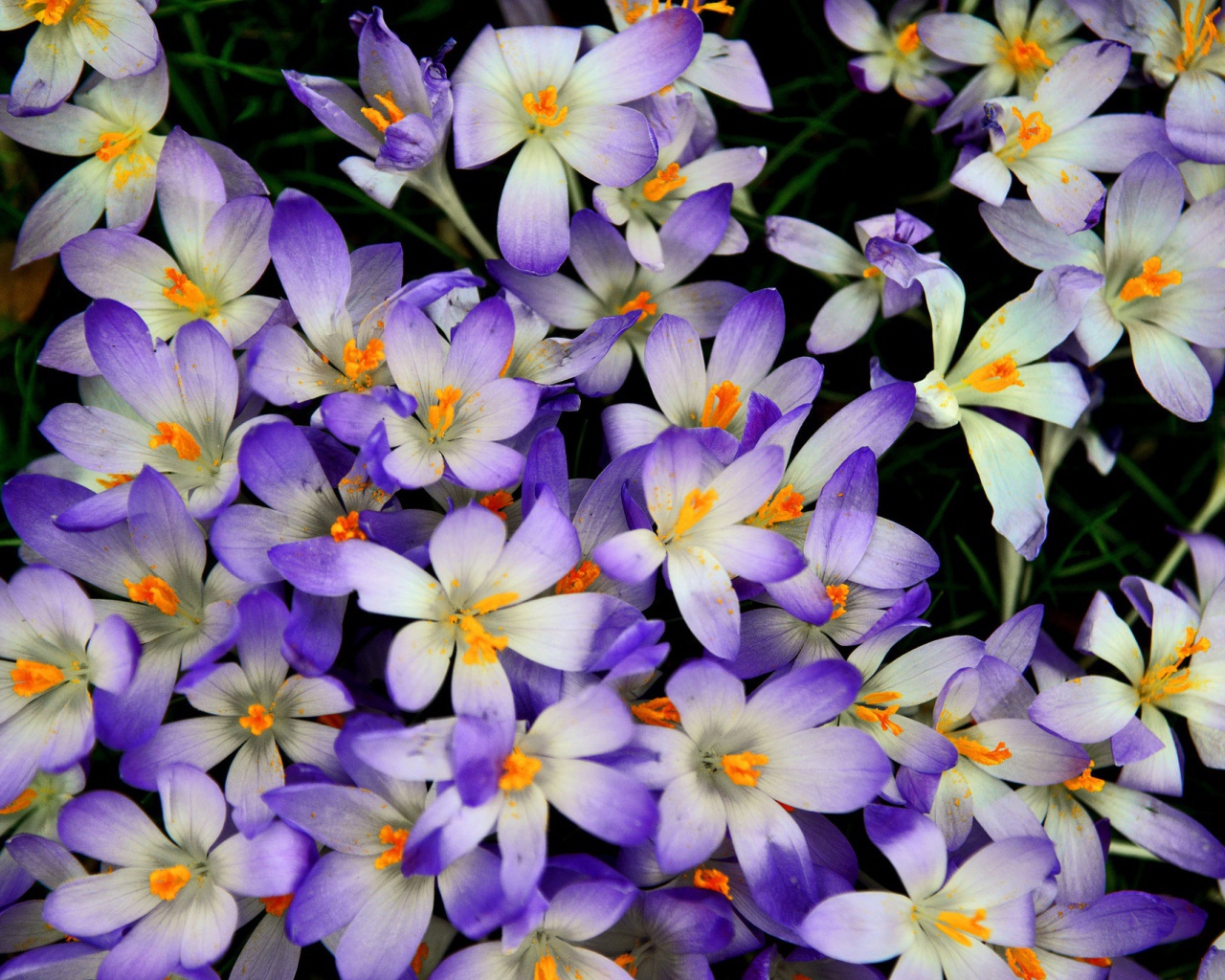 Много сиреневых крокусов крупным планом