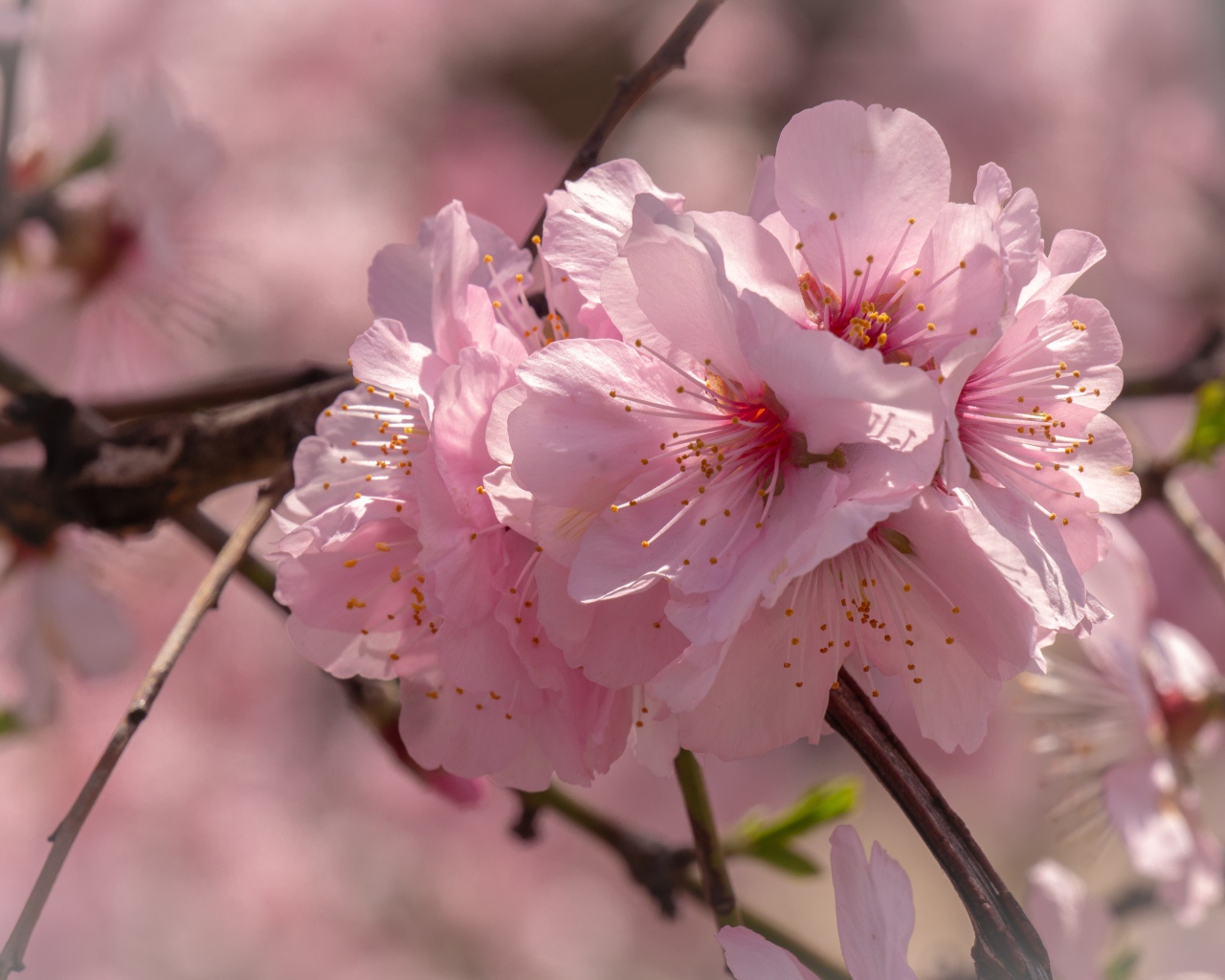 Много розовых цветов сакуры на ветке 