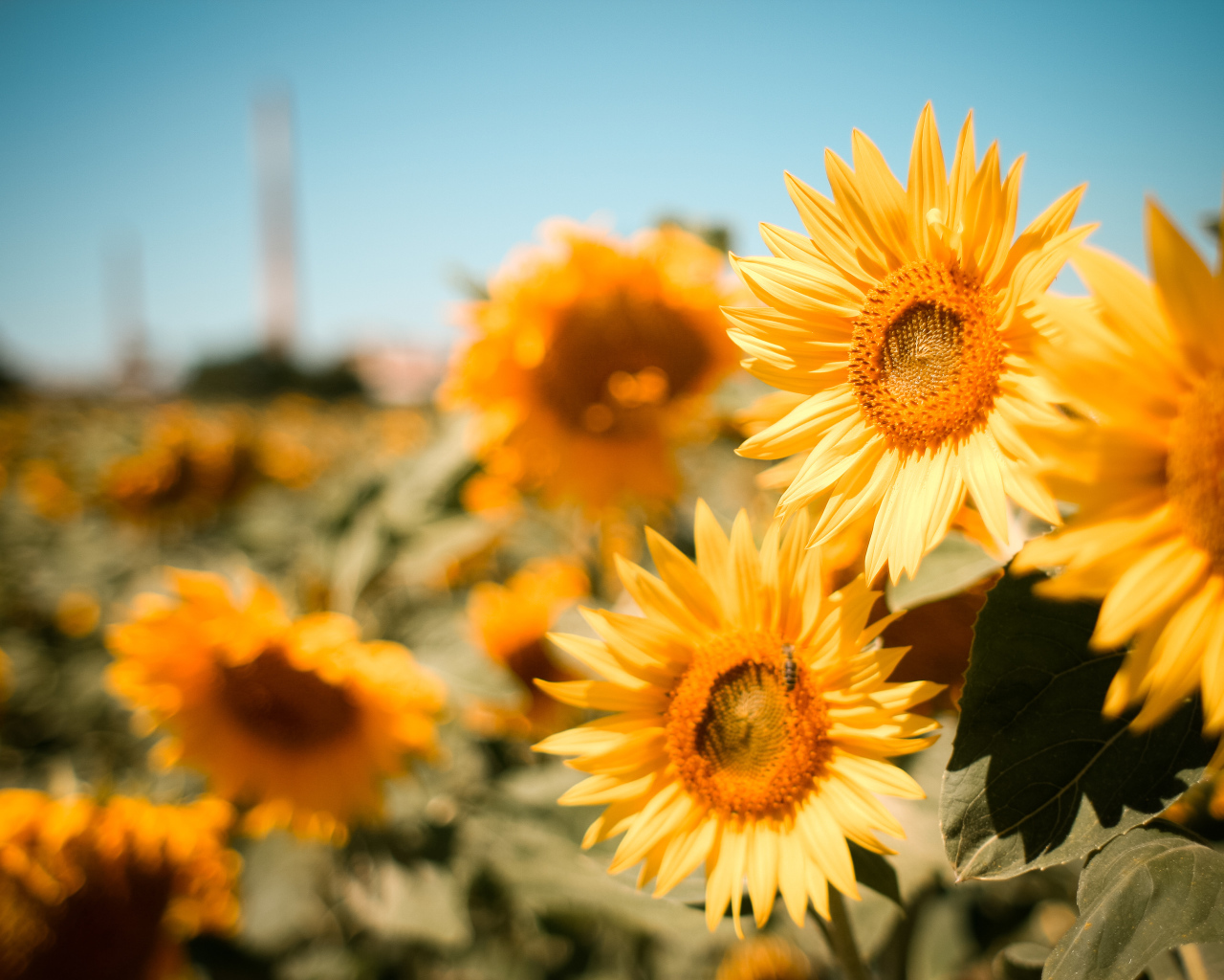 Много желтых цветущих подсолнухов на поле под голубым небом