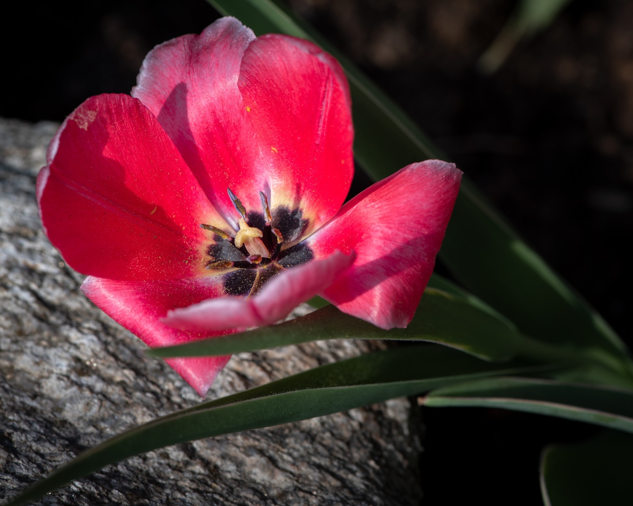 Розовый тюльпан с лучах солнца лежит на камне