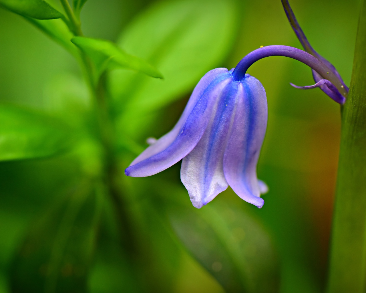 Красивый синий колокольчик крупным планом