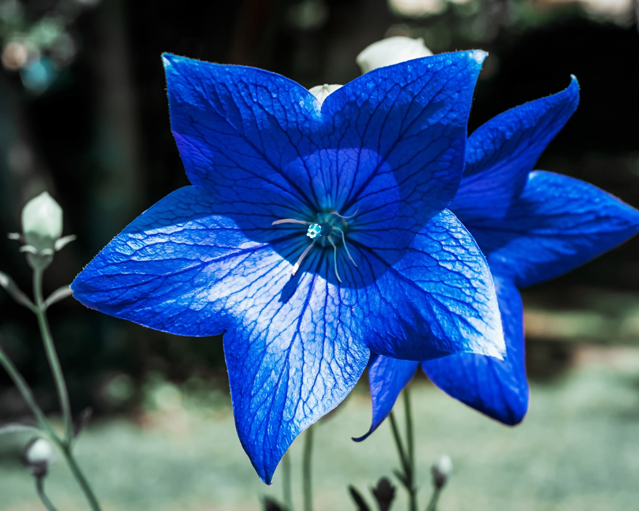 Красивые синие цветы колокольчика 