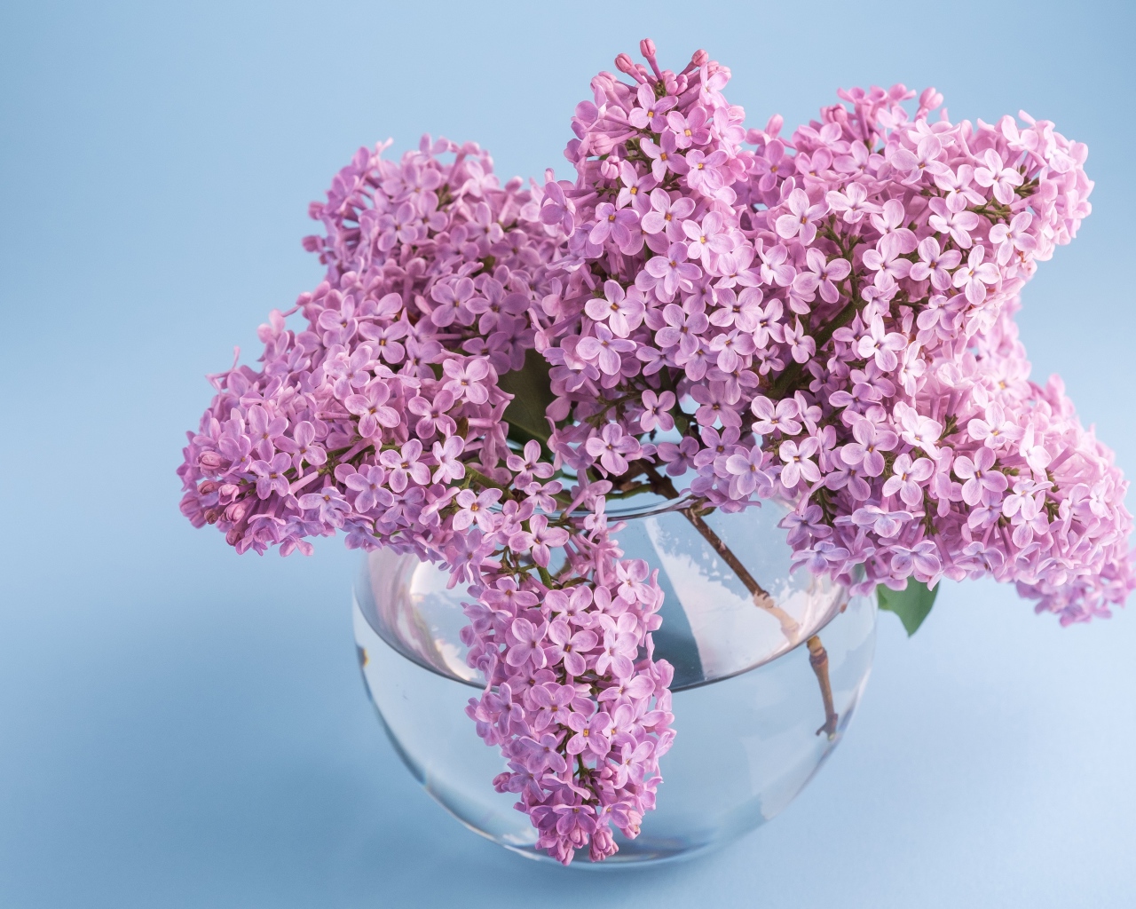 Красивый букет сирени в прозрачной вазе на голубом фоне