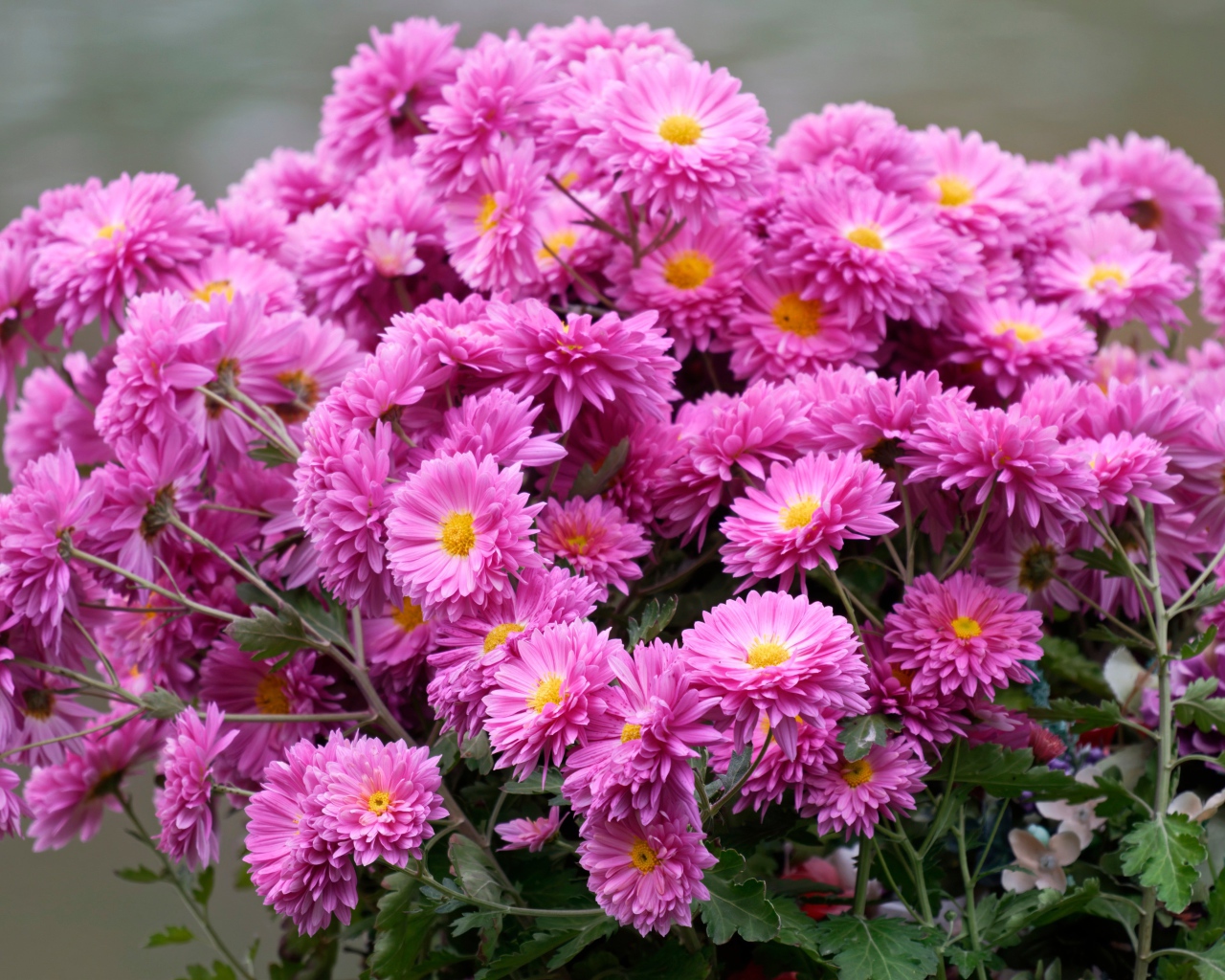 Красивый букет розовых цветов хризантемы 