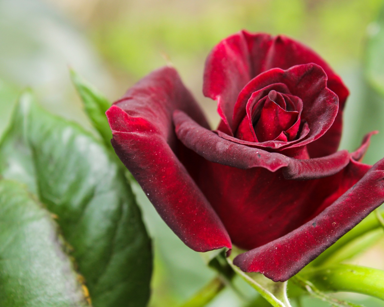 Красивая бордовая роза с зелеными листьями крупным планом