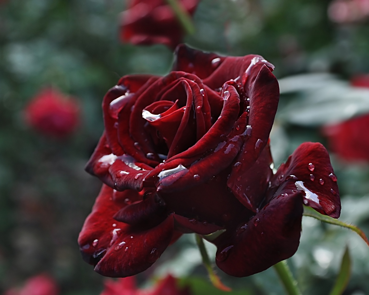 Красивые бордовые розы в каплях росы