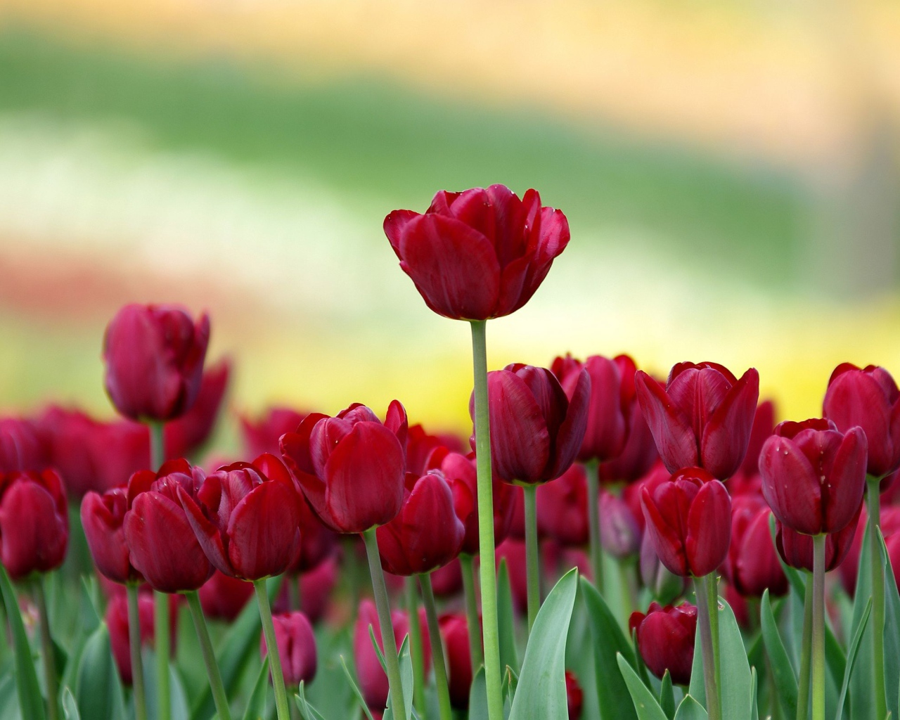 Красивые бордовые тюльпаны на клумбе 