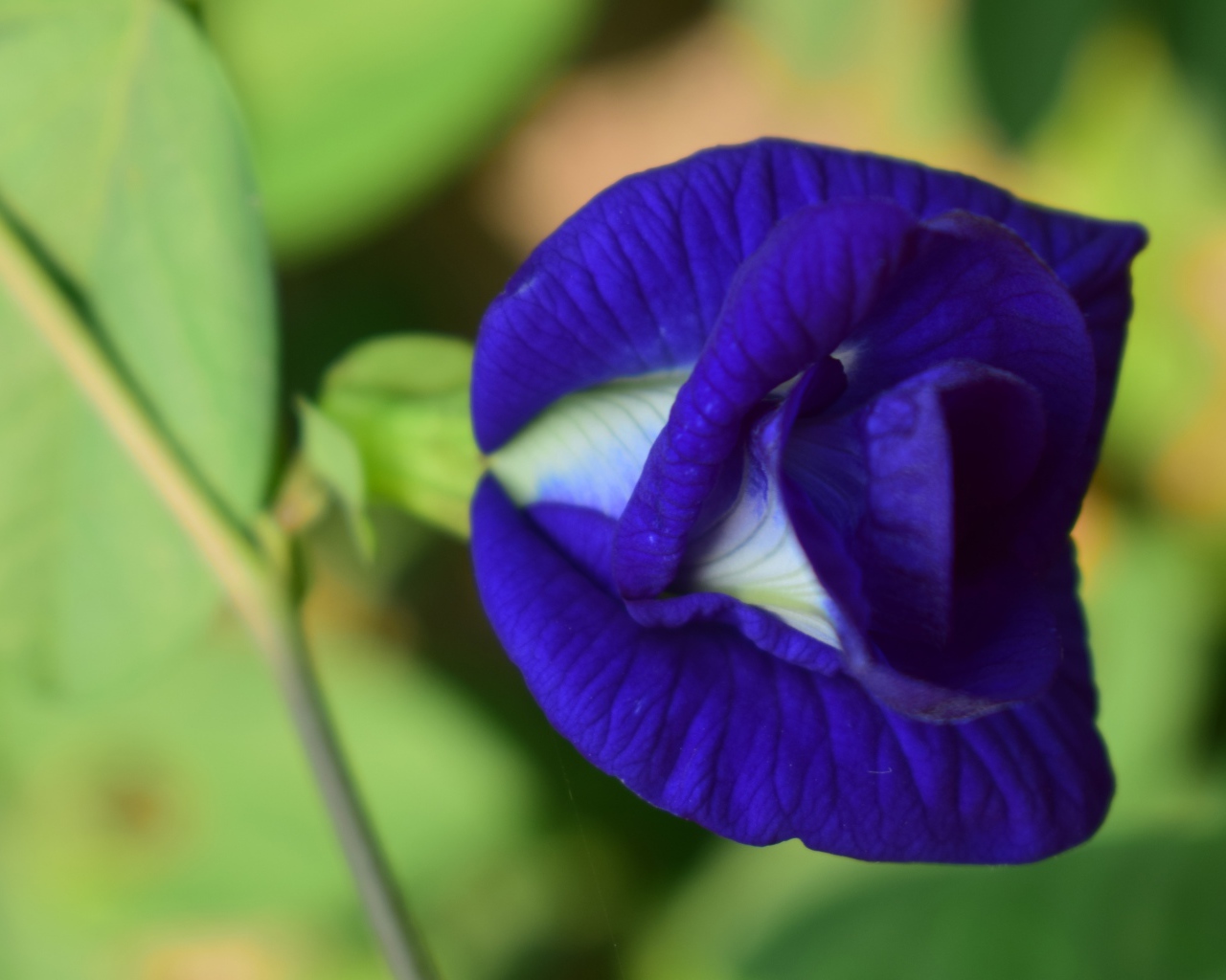 Красивый нежный синий цветок ипомеи 
