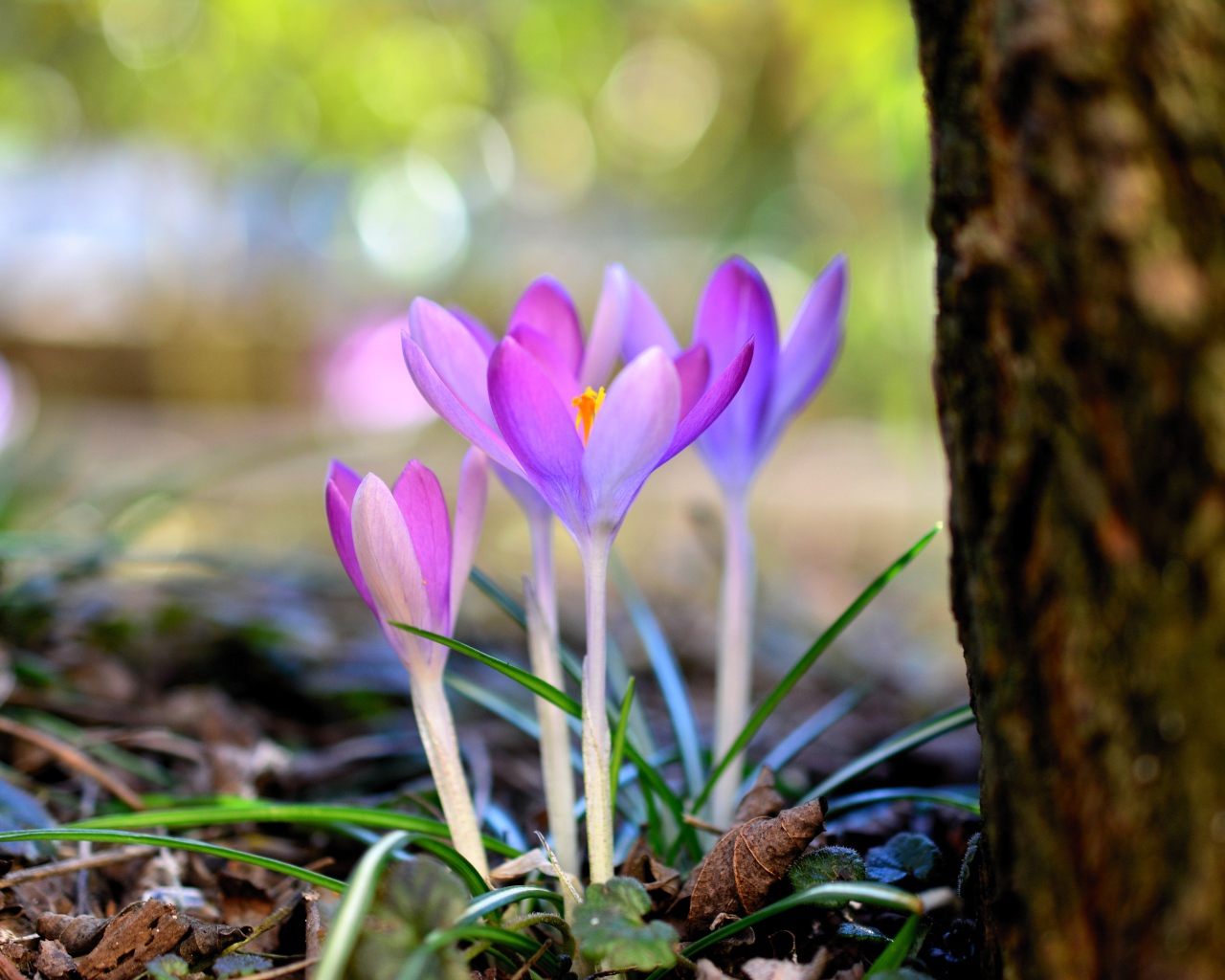 Красивые нежные сиреневые крокусы у дерева весной