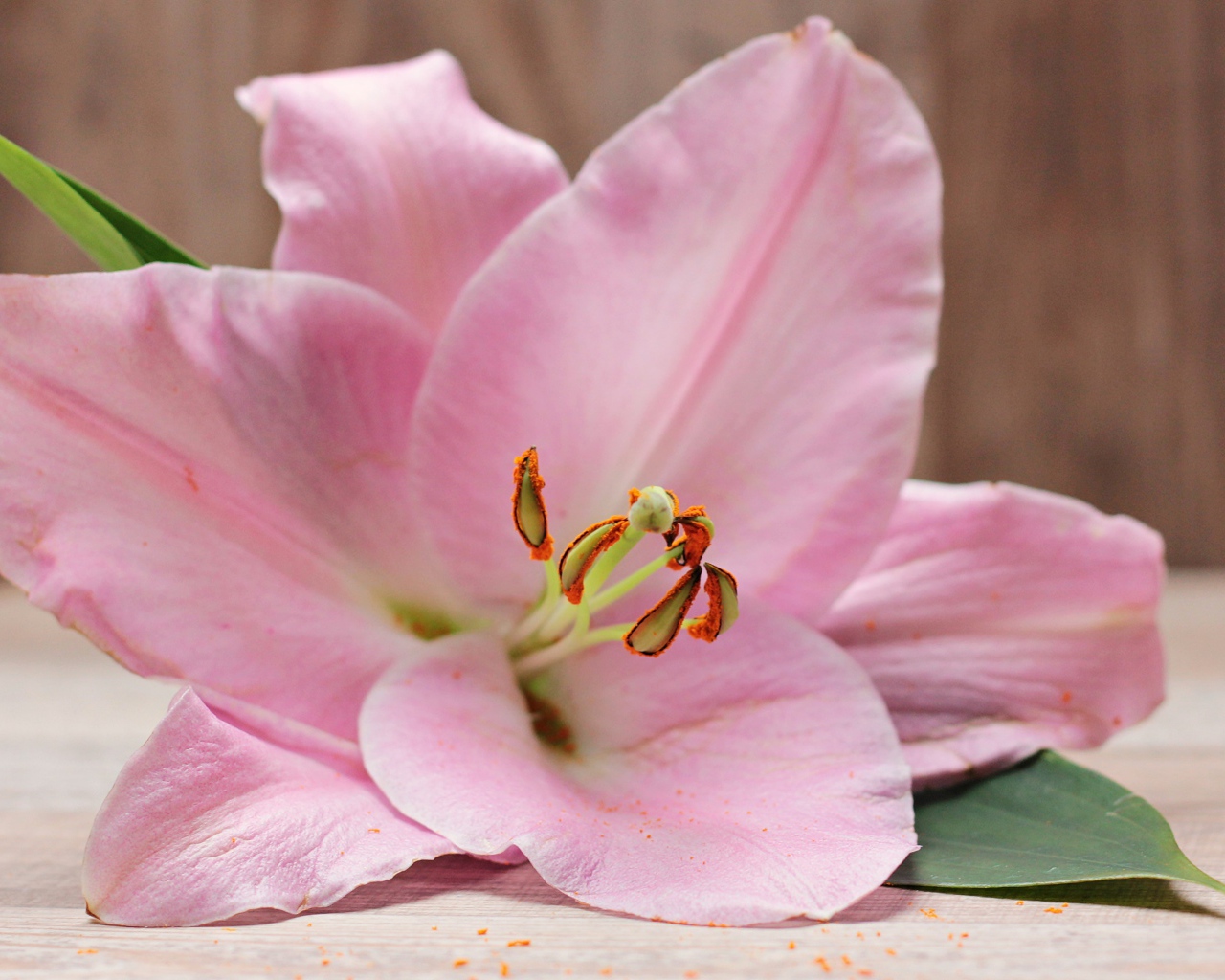 Красивая нежная розовая лилия на столе 