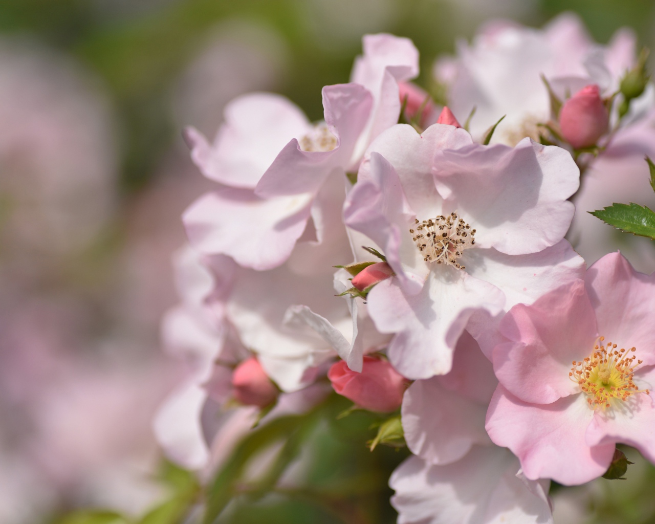 Красивые нежные розовые цветы розы