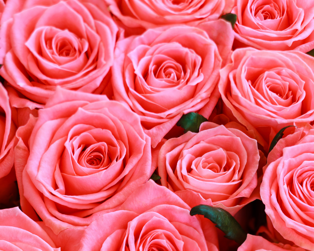 Красивые нежные розовые бутоны розы крупным планом 