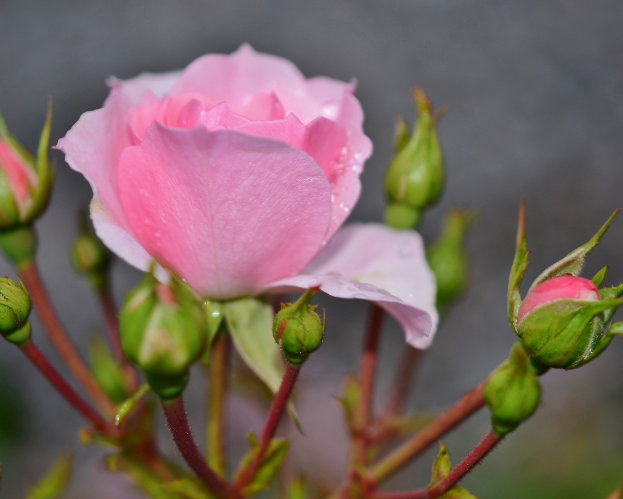Красивые нежные розовые розы с бутонами крупным планом