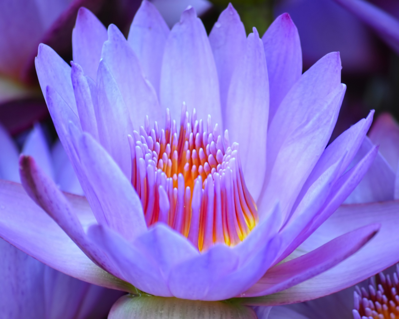 Красивый нежный фиолетовый цветок лотоса крупным планом 