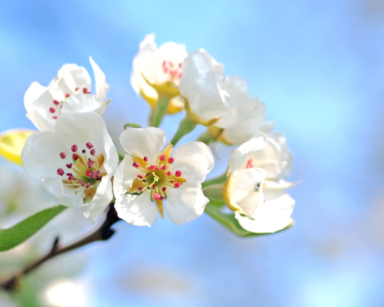 Красивые нежные белые цветы груши на фоне голубого неба 