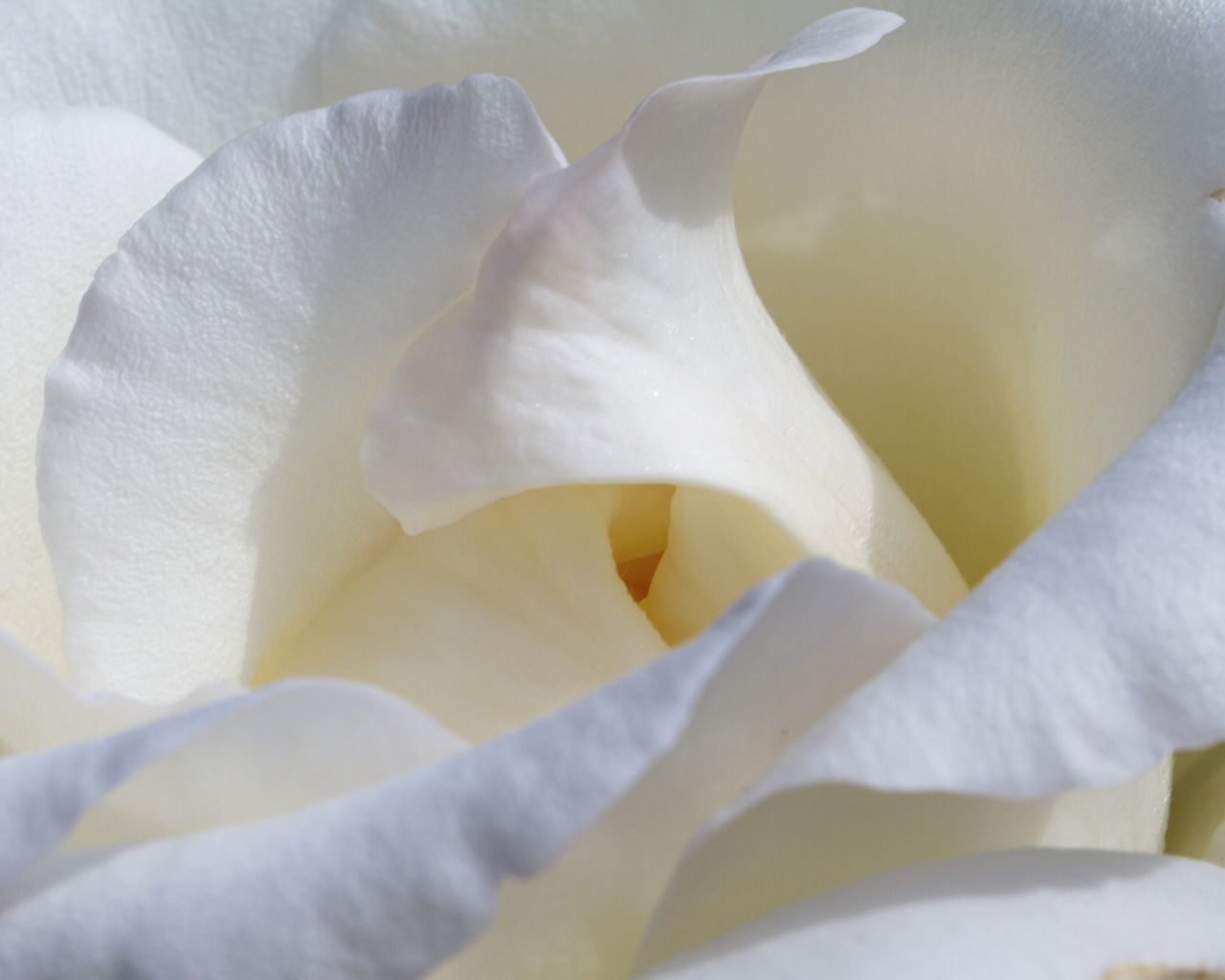 Красивые нежные белые лепестки розы крупным планом