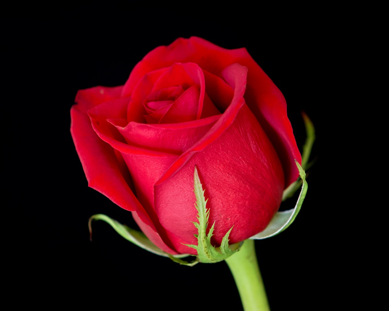 Красивый цветок алой английской розы на черном фоне 