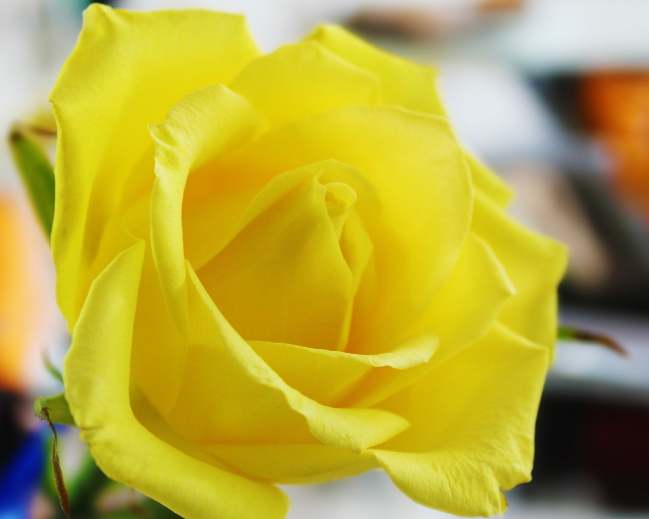 Красивая свежая желтая роза крупным планом