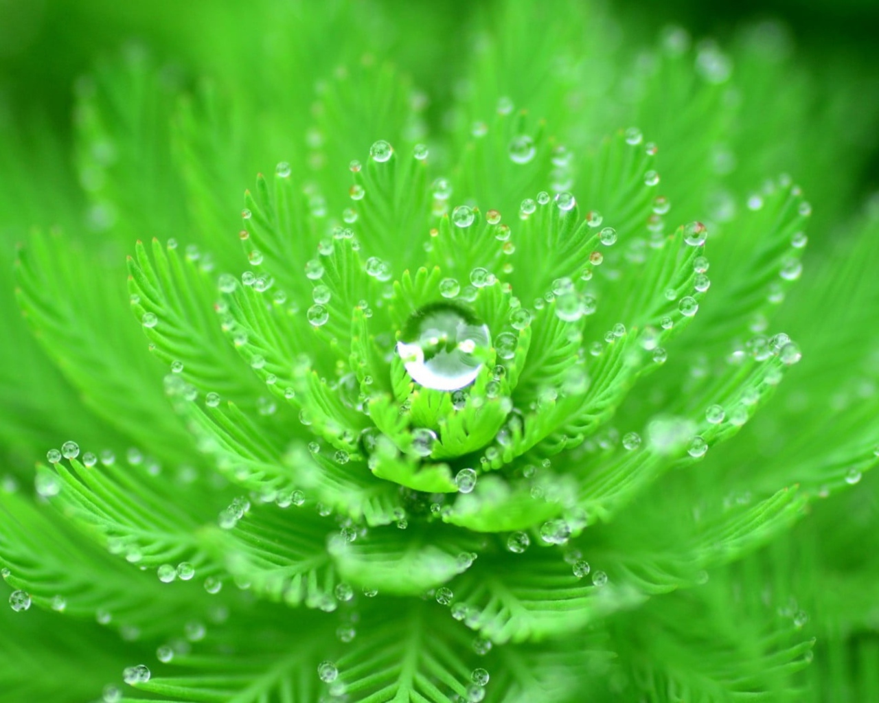 Красивый зеленый цветок с каплями росы 