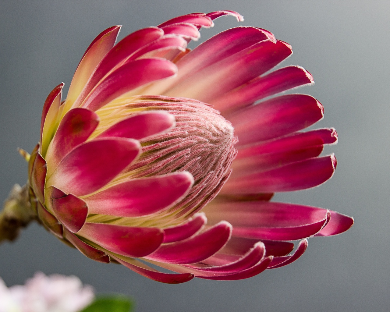 Красивый комнатный цветок протея крупным планом