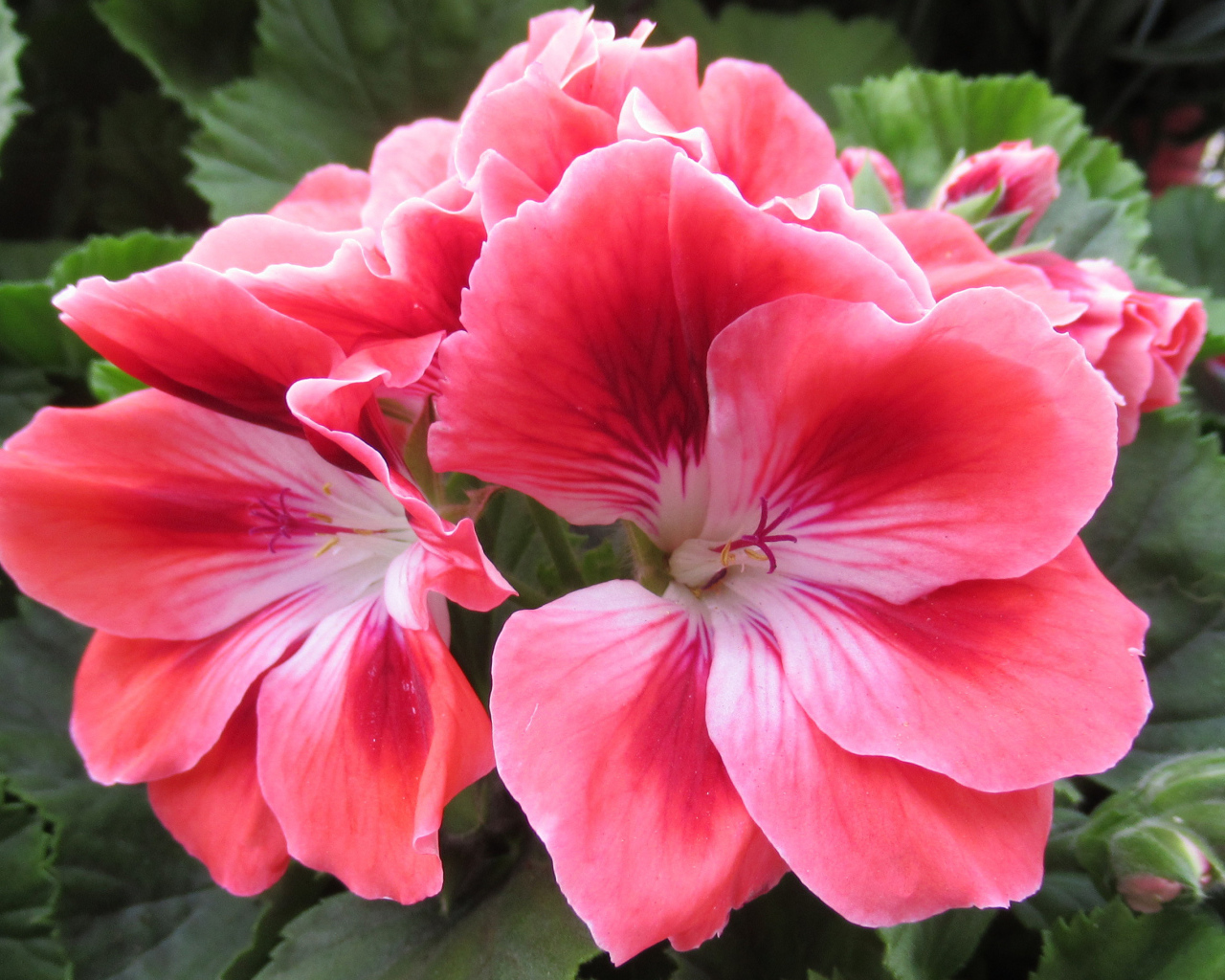 Красивый комнатный цветок герань с розовыми цветами