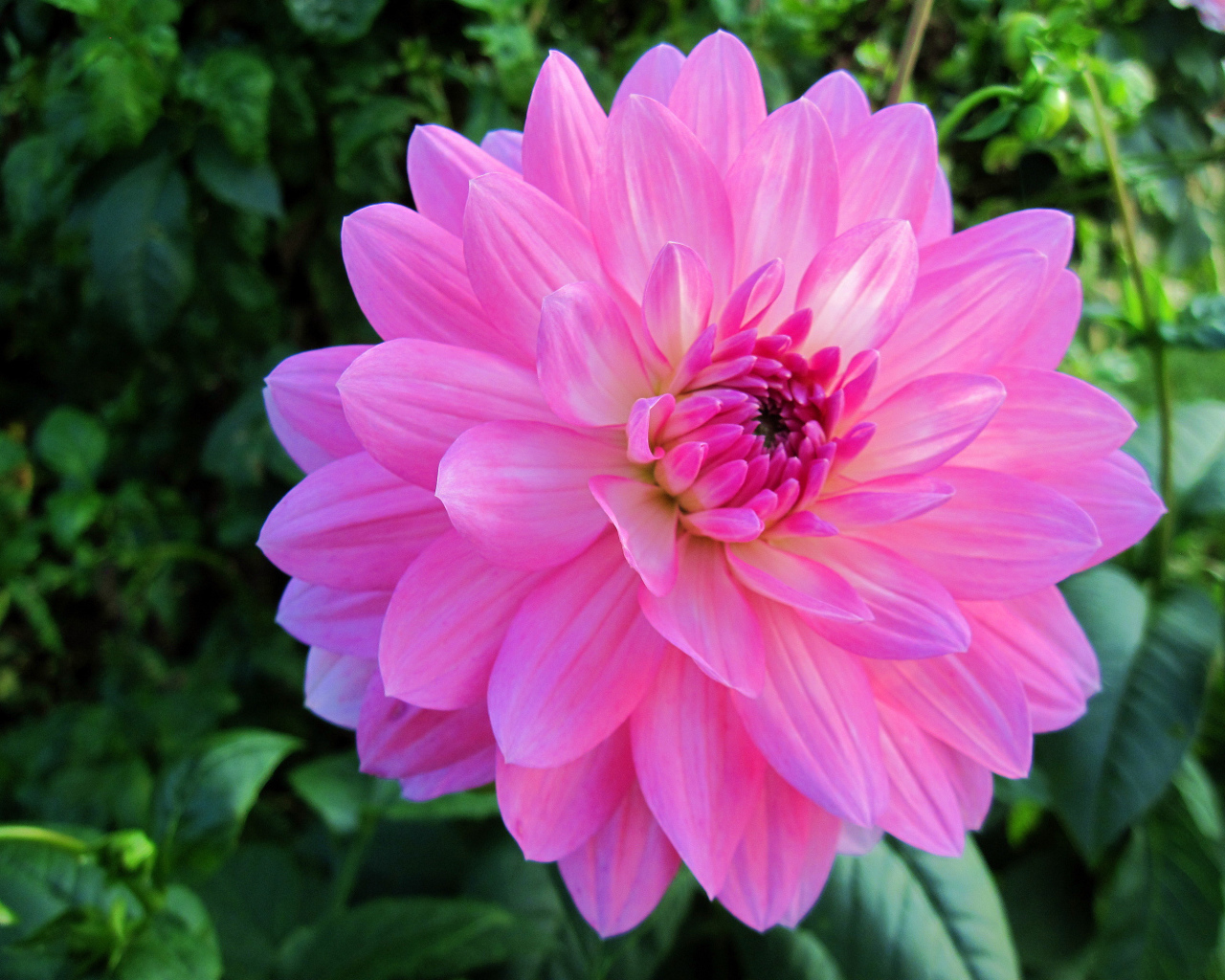 Красивый крупный розовый цветок георгины на клумбе 