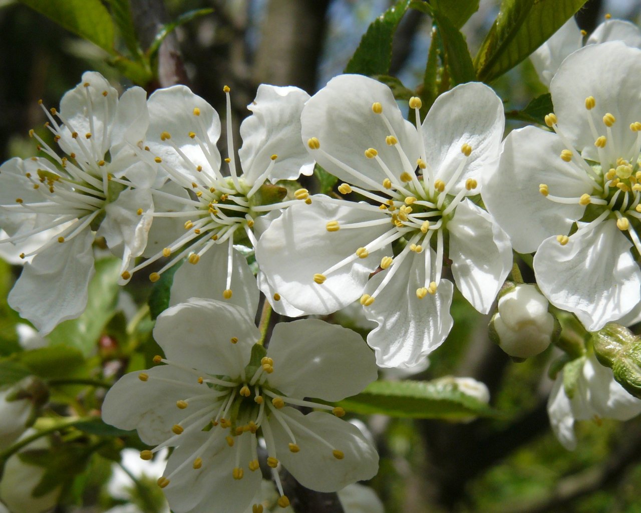Красивые крупные белые цветы черешни на ветке 