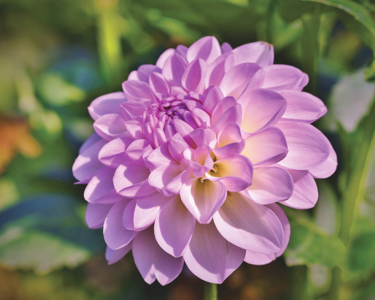 Красивый сиреневый нежный цветок садовой георгины