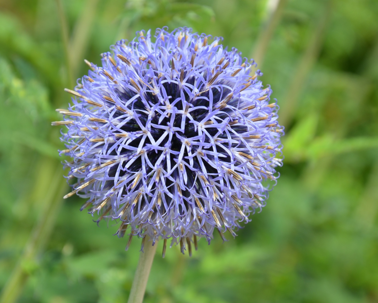 Красивый сиреневый цветок в форме шара