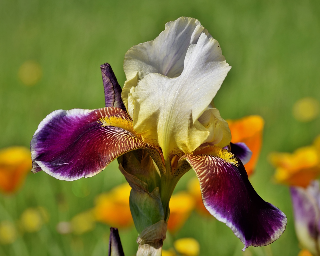 Красивый сиреневый цветок ириса крупным планом